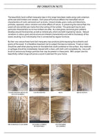 Rustic Oak Extending Dining Table Set 6 Blue Velvet Chairs - Home Furniture Interiors